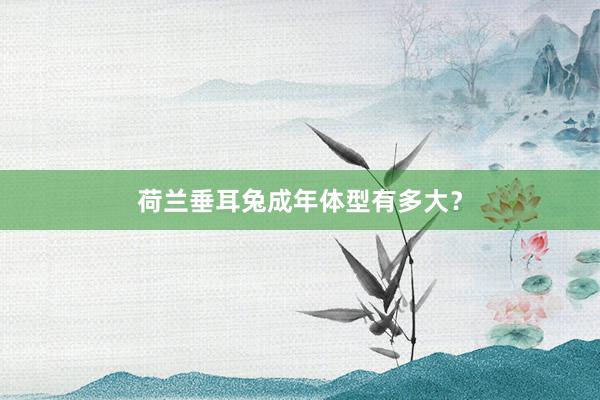 荷兰垂耳兔成年体型有多大？